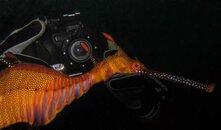 634C-755-J.jpg