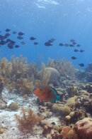 Bonaire October 2015-2.jpg