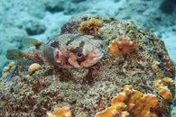 Bonaire October 2015.jpg