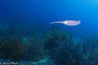 Bonaire October 2015.jpg