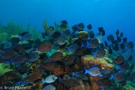 Bonaire October 2015-3.jpg