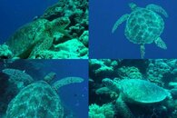 DDDB 661 green or black turtle sm.jpg