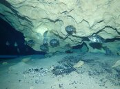 cavefish.jpg