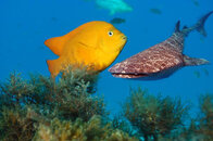 fish.jpg