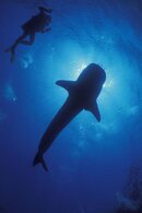 1. 3 Whaleshark with diver  copywright Mark Strickland.jpg