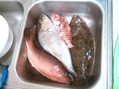 151129 Spearfishing.jpg