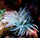 ANEMONEWHITEPURPLETIPS.jpg