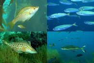 DDDB 665 eco-castrophe pt 3 sm.jpg