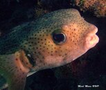 BALLOONFISH.jpg