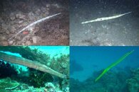 DDDB 666 reef cornetfish sm.jpg DDDB 666 reef cornetfish sm.jpg