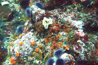 IMG_2051 color corrected LoRez.jpg