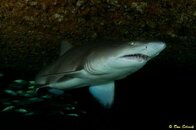 Aus_09_Aug_MP_1056-Edit_crop.jpg