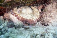 octo-DSC01831-vga.jpg