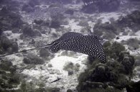 ray-DSC01800-vga.jpg