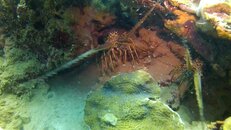 vlcsnap-2015-12-17-13h32m04s7.jpg