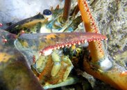 Lobster macro image v3.jpg