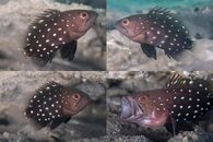 DDDB 667 star studded grouper sm.jpg DDDB 667 star studded grouper sm.jpg