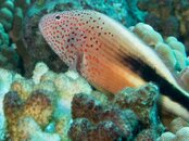 fish.jpg