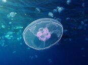 800px-Moon_jellyfish_at_Gota_Sagher.jpg