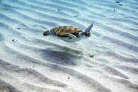 turtles-fenzy-vga-DSC01731.jpg