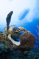 Small Hawksbill.jpg