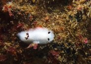 White Nudi.jpg