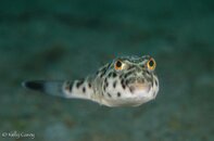 Checkered Puffer.jpg