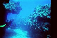 reef.jpg