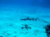 IMG_0099.jpg