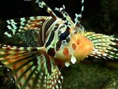 dwarf zebra.JPG