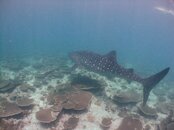 Whaleshark.jpg