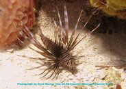 IMG_4910-1.JPG