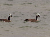 Taliban Geese.jpg