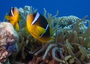Clown Fish 8.jpg