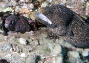 3 Eels.jpg