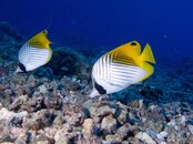 Angel Fish Pair.jpg