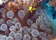 Clown Fish.jpg