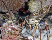 2 Lobsters.jpg