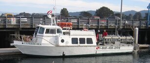 cypress sea.jpg