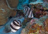 2 Angel Fish.jpg