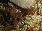 DSC05873.JPGcrop.jpg