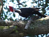 Wood-Pecker-006.jpg