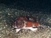 Batfish 3.jpg