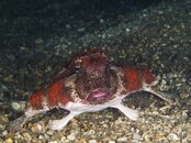 Batfish best composition.jpg