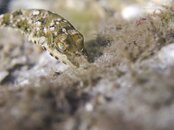 puffer digging.jpg