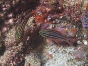 cardinal-fish-Byron-Bay---w.jpg