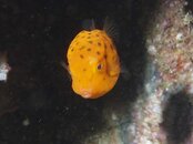 Yellow Box fish Juvenile 1.jpg