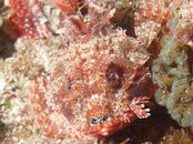 scorpion-fish-byron-bay---w.jpg
