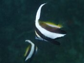 Bannerfish test1.jpg