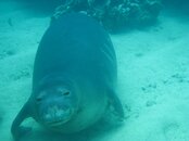 Monk Seal Hanauma Bay (2).jpg